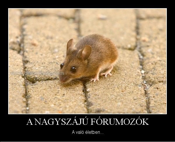 1325273033.2953-forumozok-f
